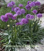 Armeria p Ballerina Lilac 10ct Quarts