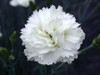 Dianthus Memories PPAF 10ct Quarts