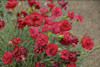 Dianthus SFT Passion PP20440 10ct Quarts