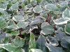 Hedera algeriensis Gloire de Marengo 10ct Flat