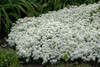 Iberis sempervirens Snowflake