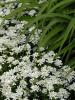 Iberis sempervirens Snowflake