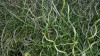 Juncus Big Twister 10ct Quarts Juncus Big Twister 10ct Quarts