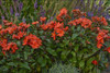 Lychnis a Orange Gnome 10ct Quarts