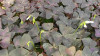 Oxalis regnellii Pink 10ct Quarts