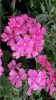 Verbena Georgias Pink 10ct Quarts