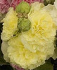Alcea rosea Chaters Double Hybrids- Yellow 30ct Flat