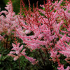 Astilbe 'Delft Lace' PP19839 (25) BR Plants