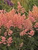 Astilbe Peach Blossom 10ct Quarts