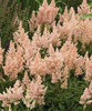 Astilbe Sister Theresa 25 BR Plants