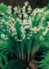 Convallaria majalis 100 plants
