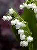 Convallaria majalis 100 plants