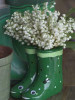 Convallaria majalis 100 plants