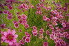 Coreopsis Dream Catcher 30ct Flat