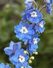 Delphinium elatum Royal Aspirations 30ct Flats