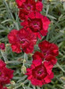 Dianthus Very Cherry PPAF 30ct Flat