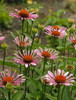 Echinacea All That Jazz PP21771 20ct Flat