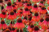 Echinacea Firebird PPAF 30ct Flat