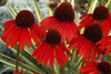 Echinacea Firebird PPAF 30ct Flat