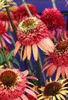 Echinacea Irresistible PP20756 30ct Flat