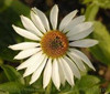 Echinacea p Lucky Star 30ct Flat