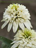 Echinacea p Meringue PP20537 30ct Flat