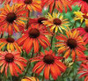 Echinacea p Summer Sun PPAF 30ct Flat
