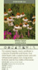 Echinacea p White Swan 30ct Flat