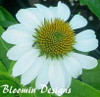 Echinacea p White Swan 30ct Flat