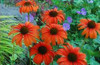 Echinacea Tangerine Dream PPAF 30ct Flat