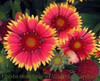 Gaillardia aristata Bijou 30ct Flat