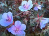 Geranium pratense Midnight Blues PPAF 30ct Flat
