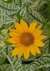 Heliopsis Loraine Sunshine PP10690 25 BR Plants