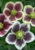 Helleborus Painted Strain 20ct Flat