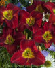 Hemerocallis BILL FALL 25 BR Plants