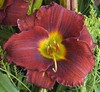 Hemerocallis DUKE OF EARL 25 BR Plants
