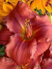 Hemerocallis GORDON BIGGS 25 BR Plants