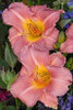 Hemerocallis MY MELINDA 25 BR Plants