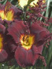 Hemerocallis SIR MODRED 25 BR Plants