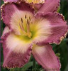 Hemerocallis SPIRITUAL CORRIDOR 25 BR Plants