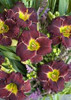 Hemerocallis VELVET THUNDER 25 BR Plants