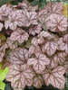 Heuchera Encore PP19578 20ct Flat