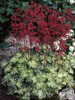 Heuchera Hercules 20ct Flat