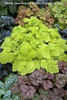 Heuchera Pistache PP19585 20ct Flat