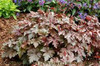 Heucherella Burnished Bronze PP12159 COPF 20ct Flat