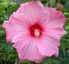 Hibiscus Sweet Caroline 25 BR Plants