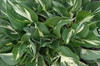 Hosta AMERICANA 20ct Flat