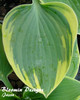 Hosta ARISTOCRAT PP#11286 20ct Flat