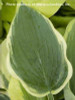 Hosta BARBARA ANN 20ct Flat