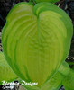 Hosta DICK WARD 20ct Flat
